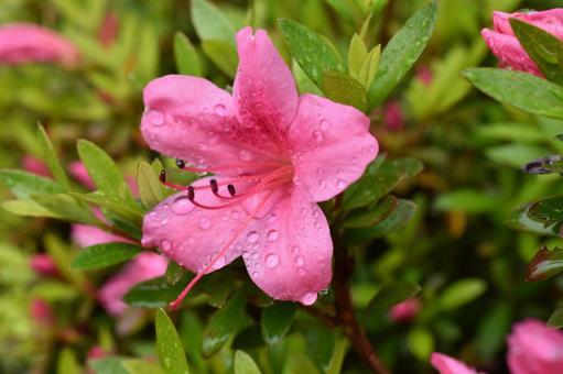 雨上がりのサツキツツジの花 雨上がりのサツキツツジの花の写真