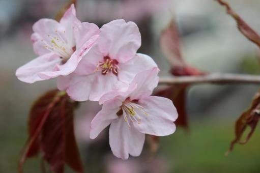Sakura, JPG