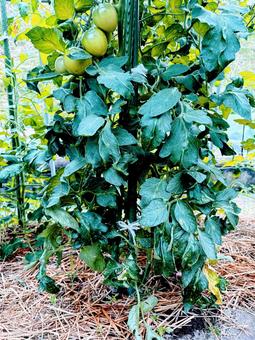 トマト トマト,自然,自給自足の写真素材