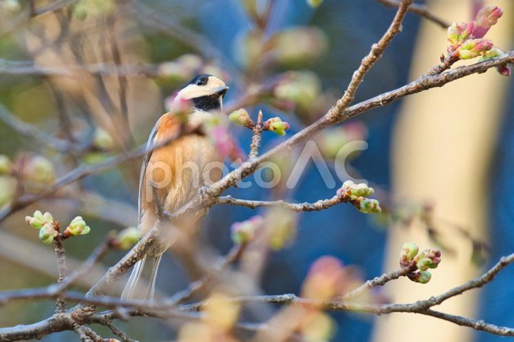 ヤマガラと春を告げる桜 ヤマガラ,鳥,野鳥の写真素材