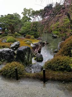 日本庭園と桜 日本庭園と桜の写真