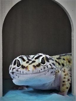 ペット ペットの写真