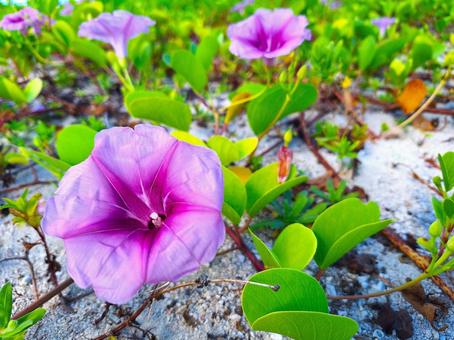 グンバイヒルガオ② グンバイヒルガオ,花,沖縄の写真素材