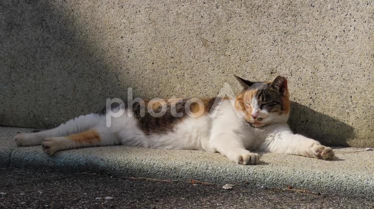 頭寒足熱の逆を行くモフモフなミケの眠り猫 三毛猫,猫,肉球の写真素材