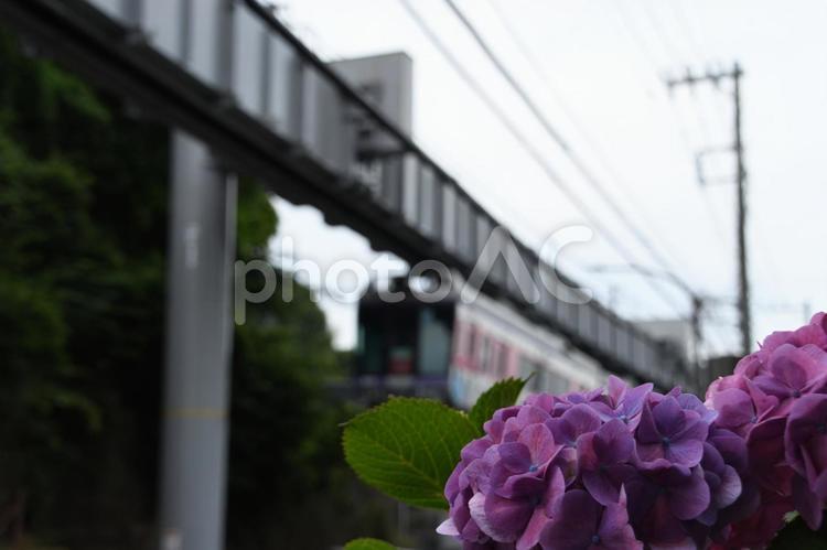 湘南モノレールとアジサイ 湘南モノレール,アジサイ,紫陽花の写真素材