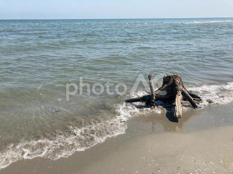 波打ち際の流木 流木,切り株,砂浜の写真素材