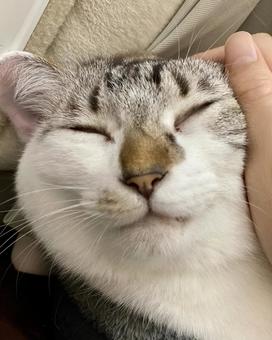 シャムミックス猫様のお眠り姿を撫でる シャムミックス猫様のお眠り姿を撫でる 猫,シャムトラ,アップの写真素材