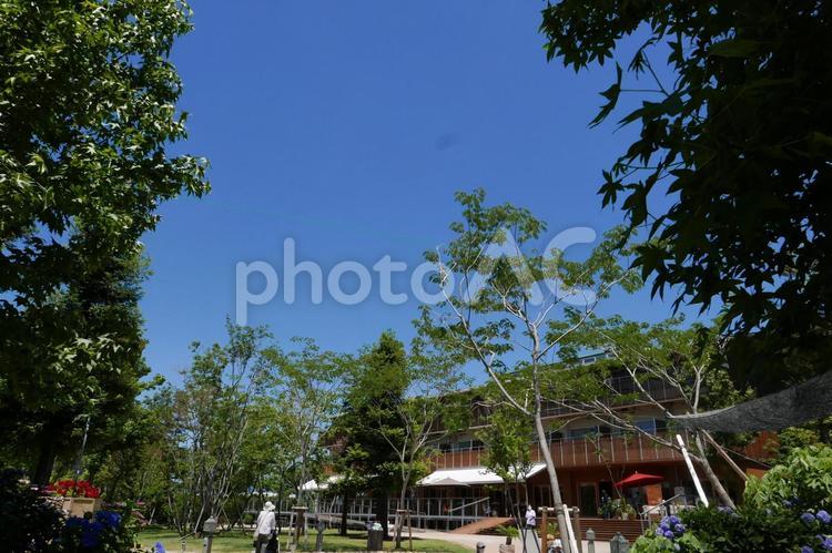 青空を見上げる風景 合成素材,合成用,背景素材の写真素材