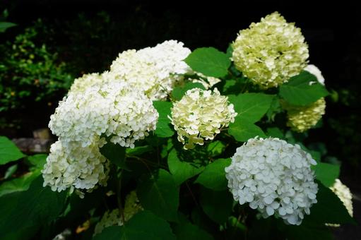 白い紫陽花に陽が当たる風景 白い紫陽花に陽が当たる風景の写真