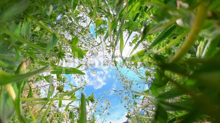春の花　ぺんぺん草　虫視線で空を見上げる ペンペン草,青空,雑草の写真素材