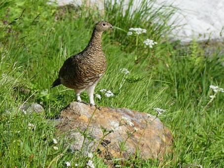 【野鳥】石の上で雛を見守るメスの雷鳥 【野鳥】石の上で雛を見守るメスの雷鳥の写真