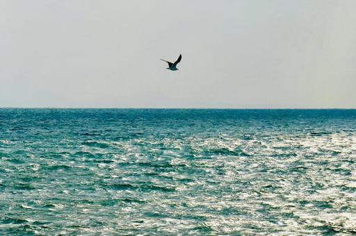 秋の海を飛ぶカモメ カモメ,海岸,海の写真素材