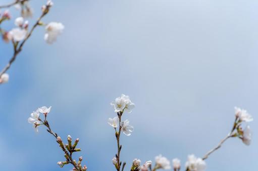 青空に咲き誇る桜の花 青空に咲き誇る桜の花の写真