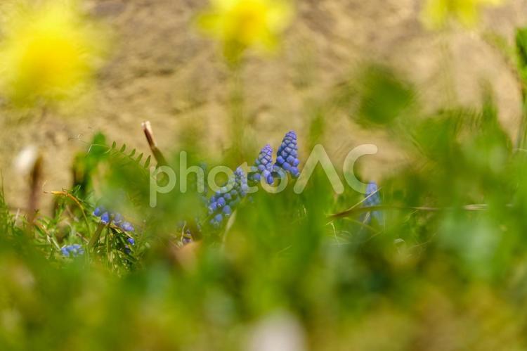ムスカリと春草が揺れる陽だまり ムスカリ,紫,花の写真素材