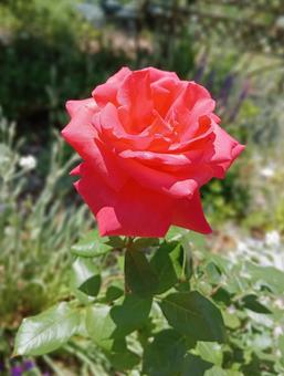 Photo, rose, pink rose, salmon pink, 