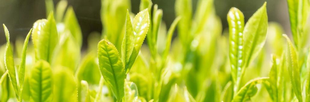Photo, tea leaves, sprout, tea plantation, 
