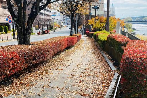 落ち葉の並木道/紅葉・秋 紅葉,歩道,落ち葉の写真素材