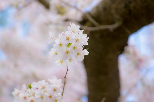 桜 桜の写真