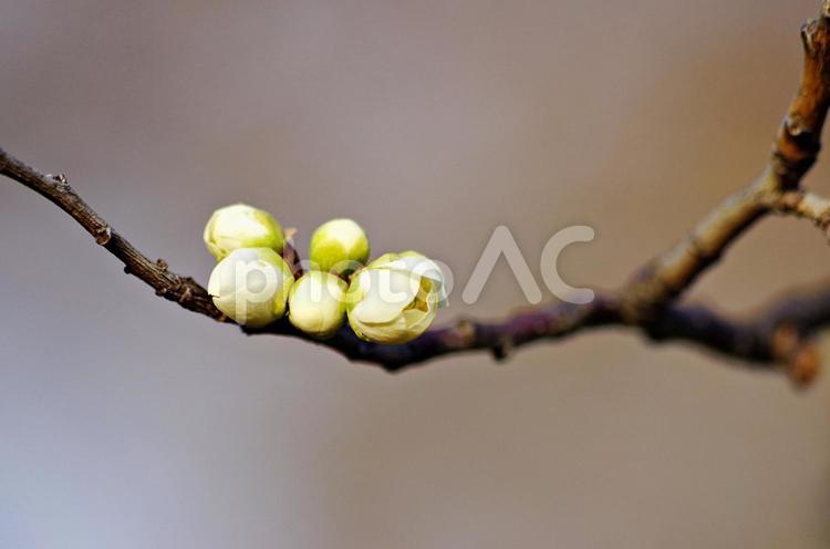 梅の花咲く季節 梅,蕾,つぼみの写真素材