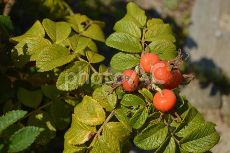 ハマナスの実と葉っぱ ハマナス,オレンジ,植物の写真素材