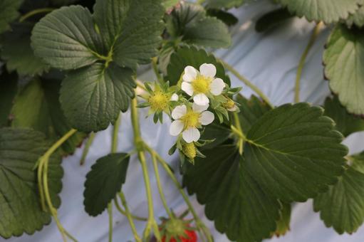 いちごの白い花が咲いている いちごの白い花が咲いているの写真