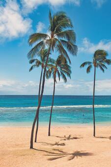 青い空と海、ヤシの木が誘う常夏の楽園 ビーチ,海,椰子の写真素材