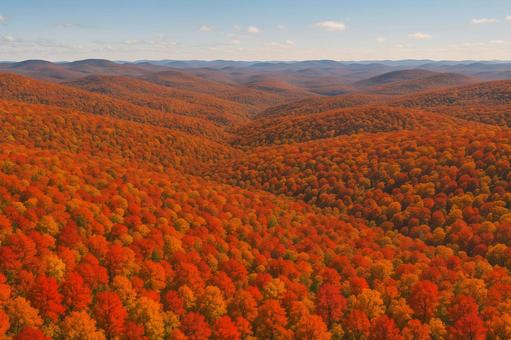 紅葉の広野 紅葉の広野の写真