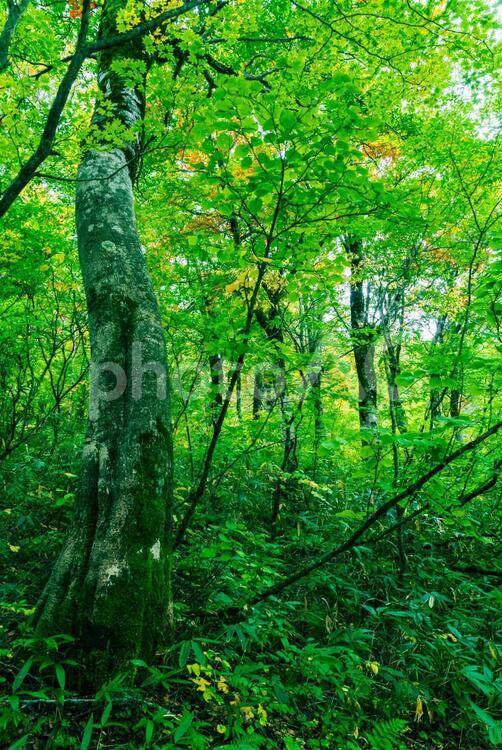 蓮華の森の紅葉 蓮華の森,蓮華温泉,森の写真素材