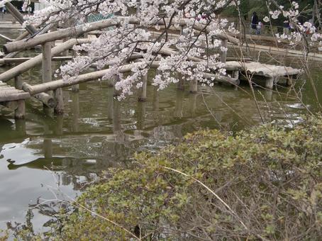 清水公園の桜-92 清水公園の桜-92の写真