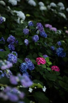 あじさい2 あじさい2の写真