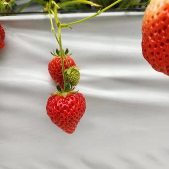 ハートのイチゴ いちご,ストロベリー,いちご狩りの写真素材