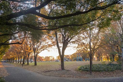 秋の公園 秋の公園 秋,公園,散歩の写真素材