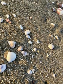 夕陽に照らされる海岸の貝殻 夕陽に照らされる海岸の貝殻の写真