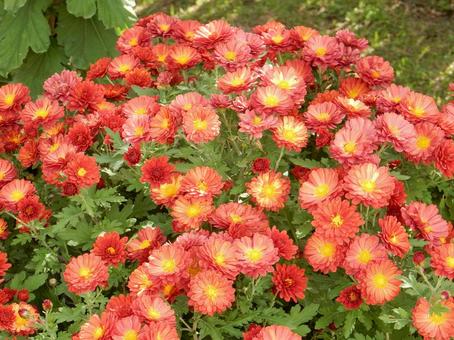 【風景写真】福山菊花展覧会の風景 キク,菊,菊花展の写真素材