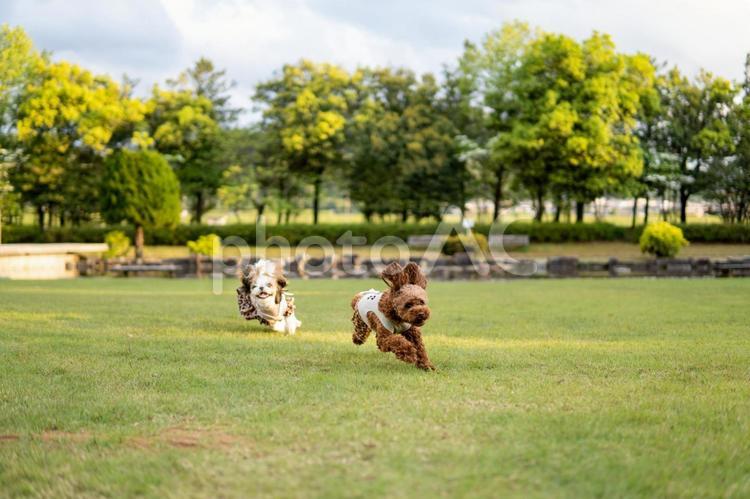 追っかけっ子するシーズーとトイプードル トイプードル,追っかけっ子,シーズーの写真素材