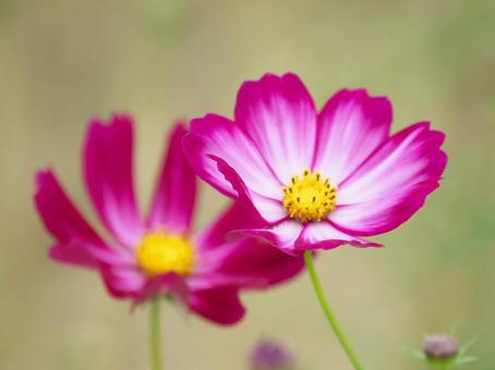 支え合うように咲く秋桜 秋桜,コスモス,cosmosの写真素材