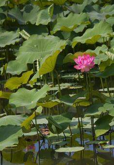水辺の蓮の花 水辺の蓮の花の写真