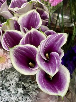 珍種カラーの花 カラー,花,オランダカイウの写真素材