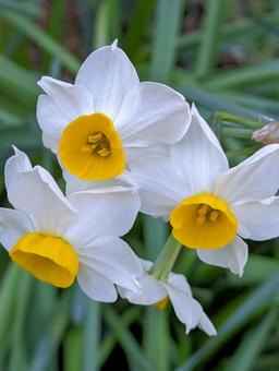 水仙の花 水仙の花 水仙,花,スイセン属の写真素材