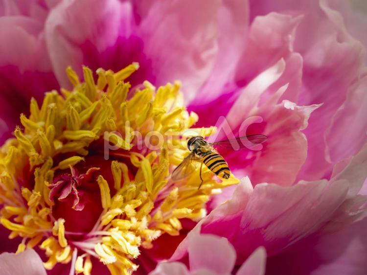 牡丹の花とアブ 牡丹の花,アブ,ピンク色の写真素材