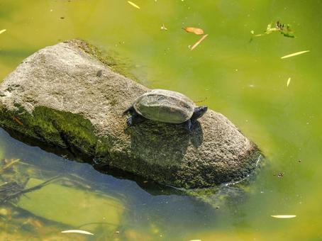 クサガメのいる風景 クサガメのいる風景 クサガメ,カメ,亀の写真素材
