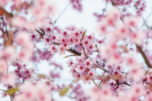 満開に咲き誇る陽光桜の美しい春景色 6 桜,さくら,サクラの写真素材