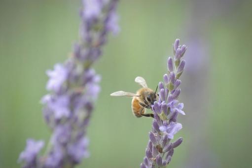 ラベンダーと蜂 ラベンダーと蜂の写真