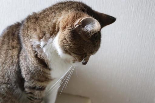 しょぼんとする猫 猫,ねこ,ネコの写真素材