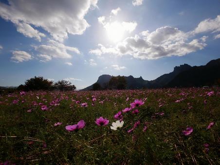 妙義山とコスモス畑 妙義山とコスモス畑 コスモス,コスモス畑,秋の写真素材
