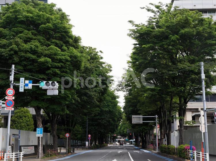 街路樹のある大通り（東京都中野区） 並木道,大通り,車道の写真素材