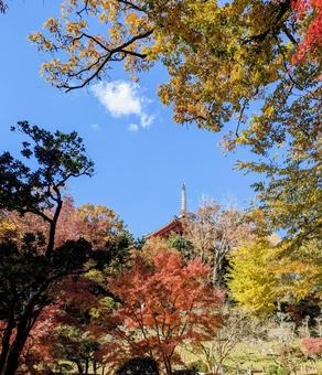 紅葉 紅葉,秋,赤の写真素材