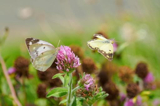 Courtship behavior of the Colias butterfly (10), JPG