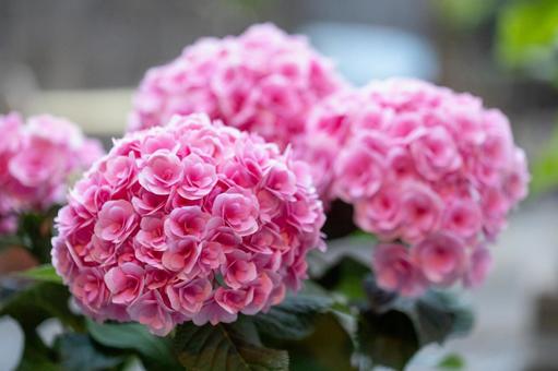 ピンクの紫陽花 ピンクの紫陽花の写真