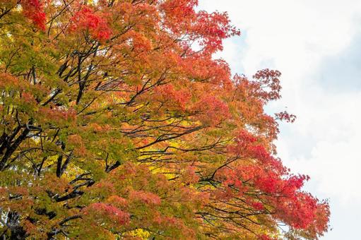 色づく木々⒇ 葉,秋,モミジの写真素材